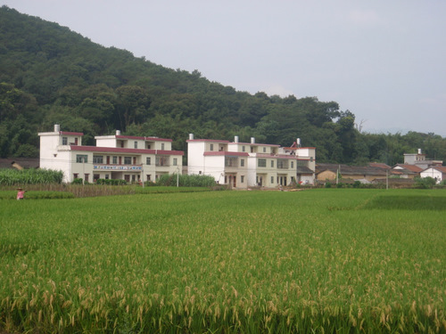 Nice new homes by Rice Paddy field.